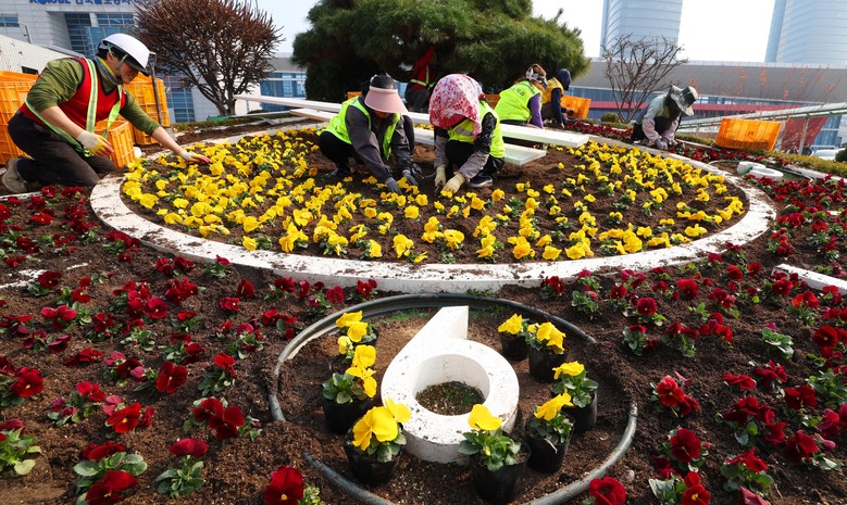 대전 동구, 도심 속 화사한 봄꽃 단...