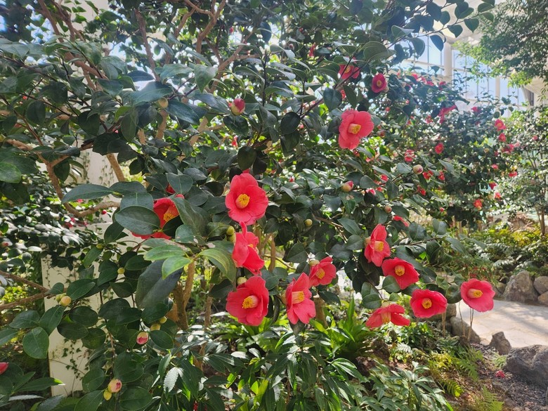 여주 황학산수목원 난대식물원, 봄꽃 ...